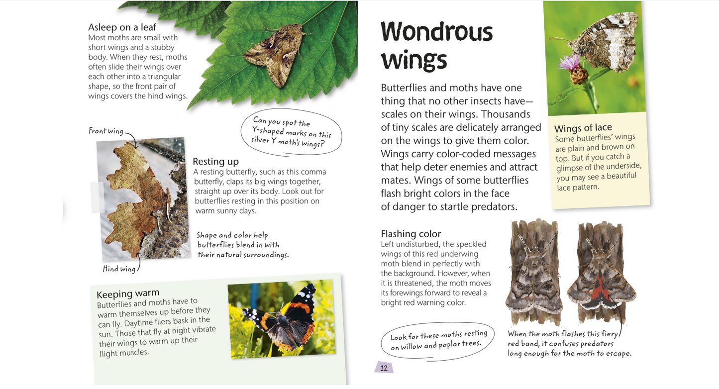 Butterflies and Moths - Explore Nature with Fun Facts and Activities (Nature Explorers) By DK (Digital book)